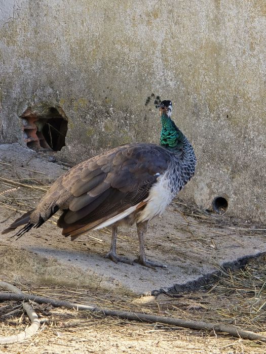 Casal pavões 2025
