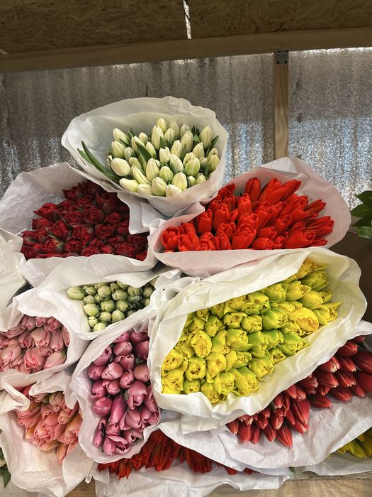 Тюльпани до 8 березня опт, український та голландський тюльпан