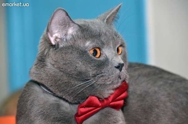 Скоттиш-страйт приглашает кошечек на вязку.