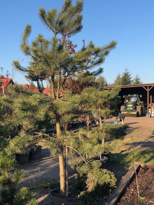 Sosna Czarna 'PINUS NIGRA' DUŻE OKAZY Donica 65l