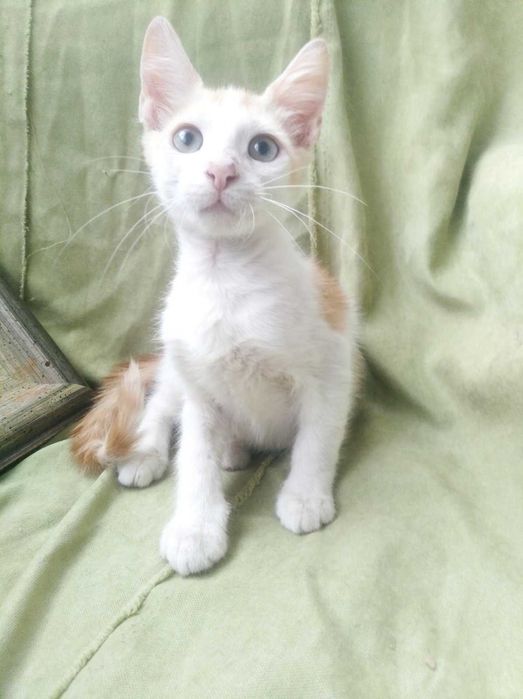 Котята рыжики в добрые руки бесплатно