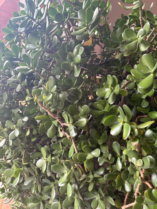 Grubosz gigant, piękny!