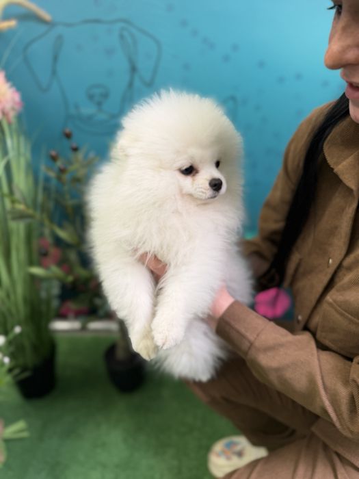 Померанський шпіц