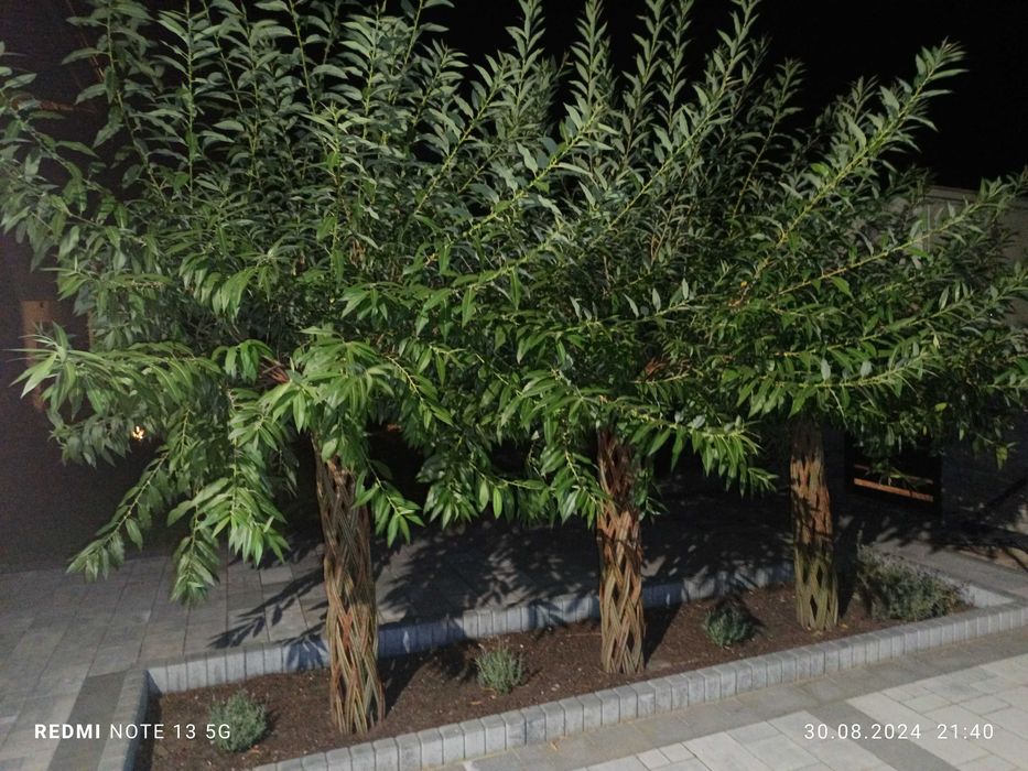Wierzba salix pleciona sprzedam