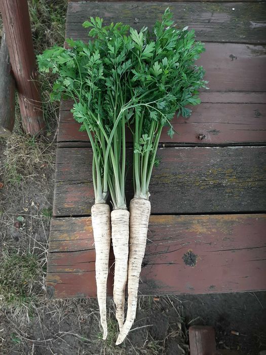 Pietruszka korzeniowa