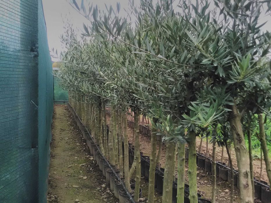 Oliveiras Galega para olival ou jardim