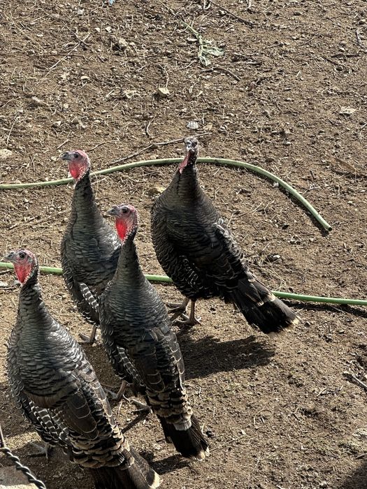 Perus femea 7 caseiro