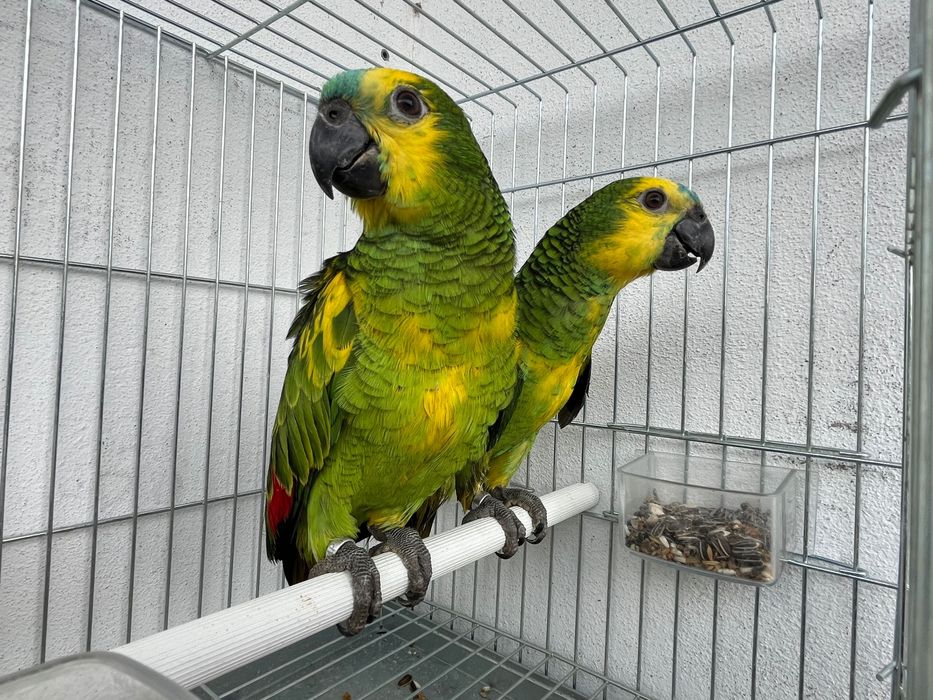 Amazonas Aestiva Xanthopteryx criados à mão com mais amarelo que o normal