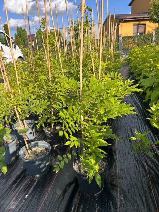 hortensja.anabelle. floks.wisteria.jeżówka