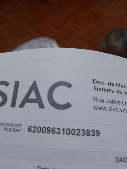 Chihuahua MACHINHO supermini