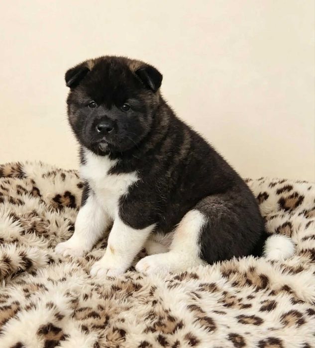 Piesek Akita Amerykańska