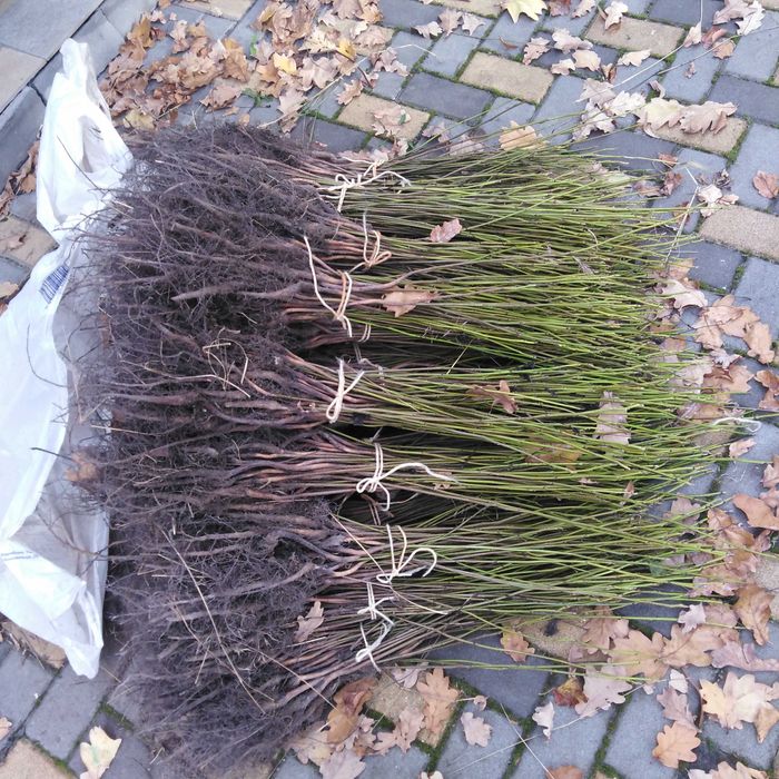 садженці черного  горіху Juglans nigra