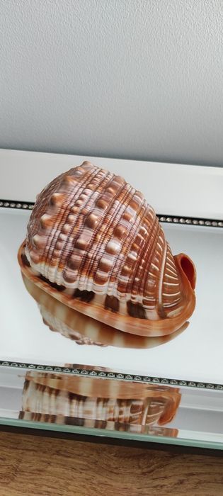 Muszla Helmowca duża