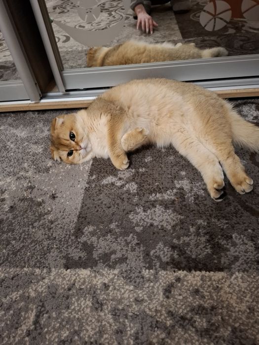 Кошечка ищет котика для вязки!!