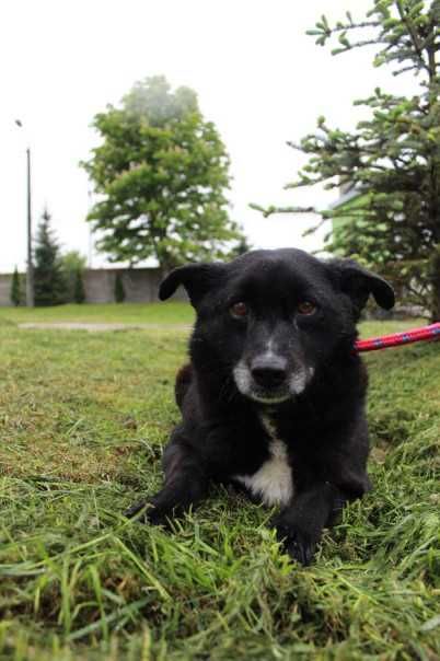 104721 Kamyk do adopcji.