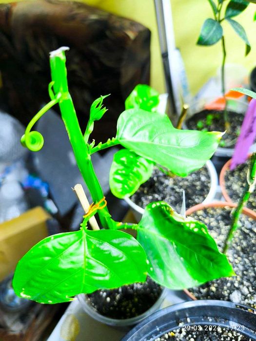 Пасифлора Декаіснеана, (P. Decaisneana)