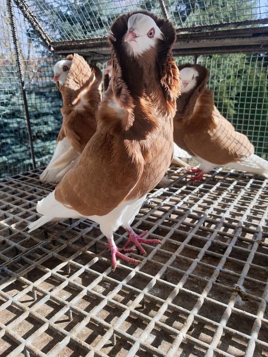 Sprzedam gołębie ozdobne kapucyny