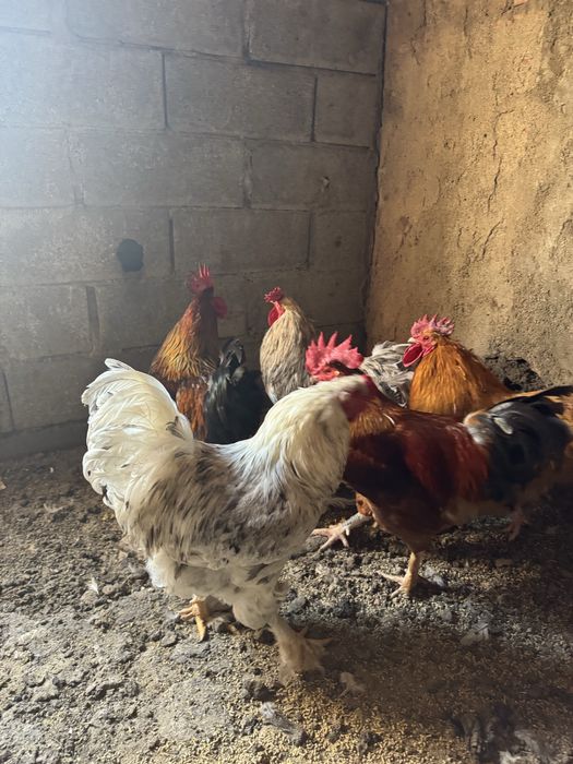 Galos de diferentes raças