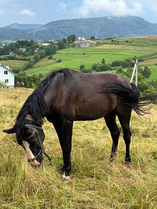 Продається дешево молодий спокійний кінь в хороші руки
