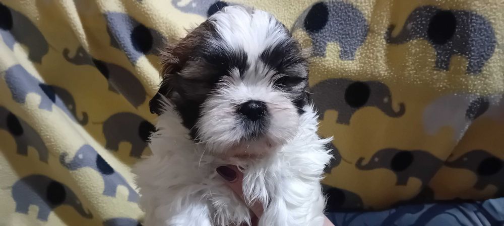 Piękny piesek Shih-tzu
