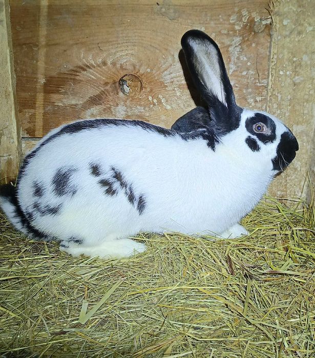 Sprzedam/zamienię na samca NB