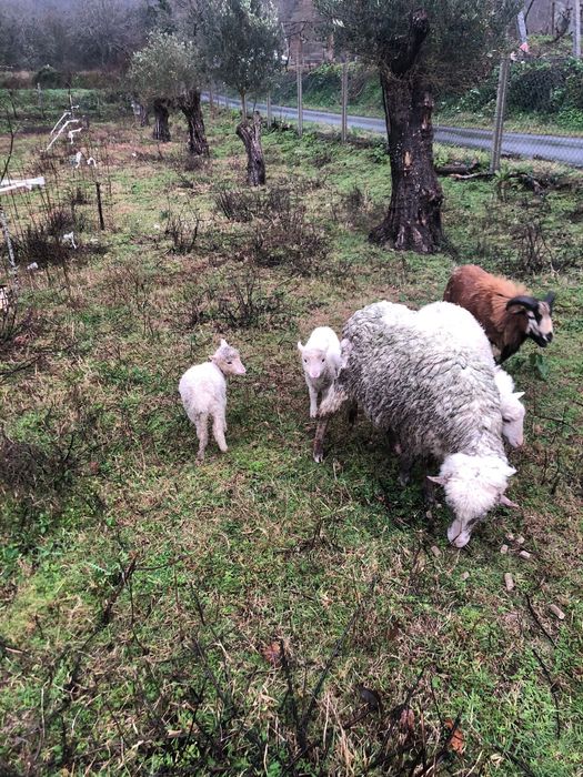 Ovelhas ponte de lima