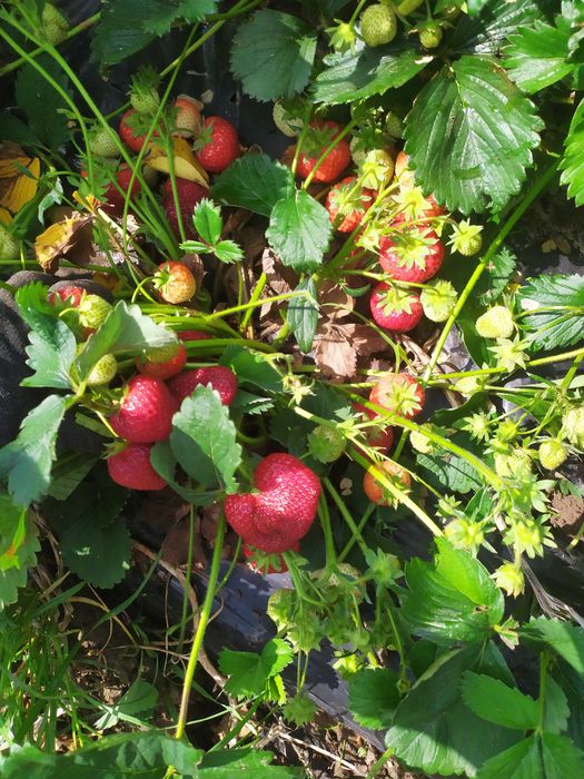 Саджанці полуниці