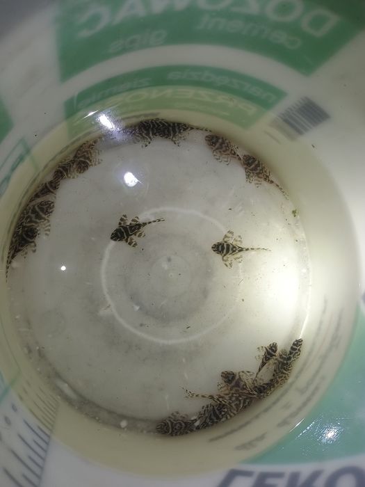 ZBROJNIK Hypancistrus sp. (L236) premium