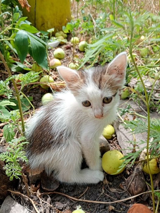 Кошенята шукають люблячий дім