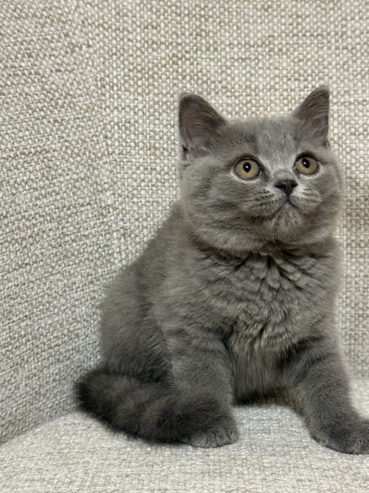 Gatinho macho  british shorthair