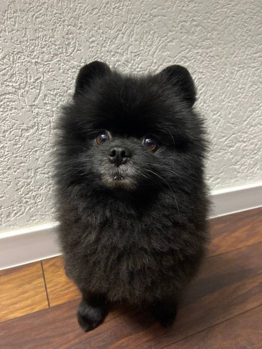 Вязка шпица