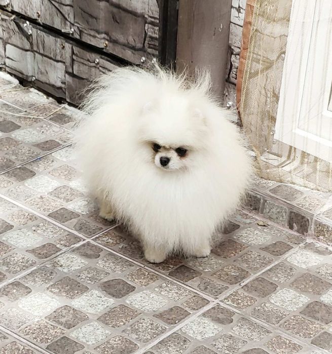 Мини померанец, документы. FCI