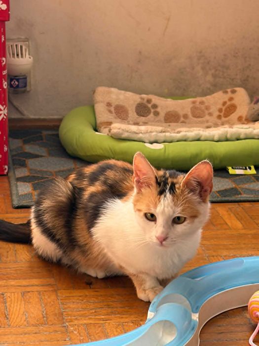 Piękna tricolorka do adopcji