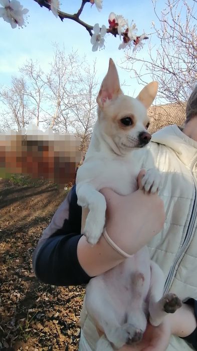 Чихуахуа мальчик