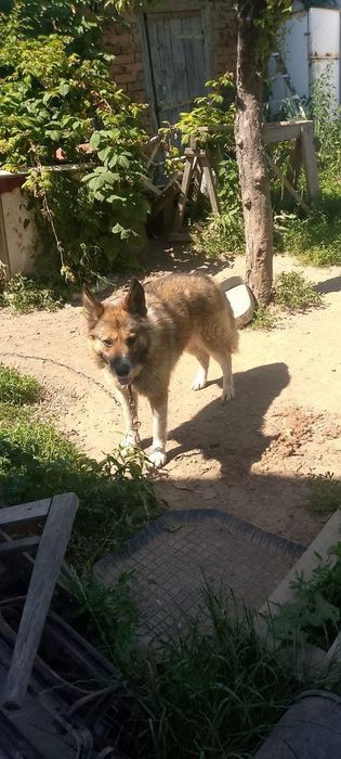 Віддамо в добрі руки собак