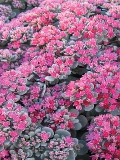 Sedum 'Robustum'