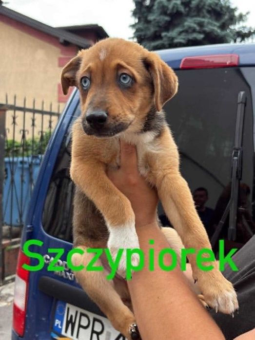 2 mies. szczeniaki do odpowiedzialnej adopcji