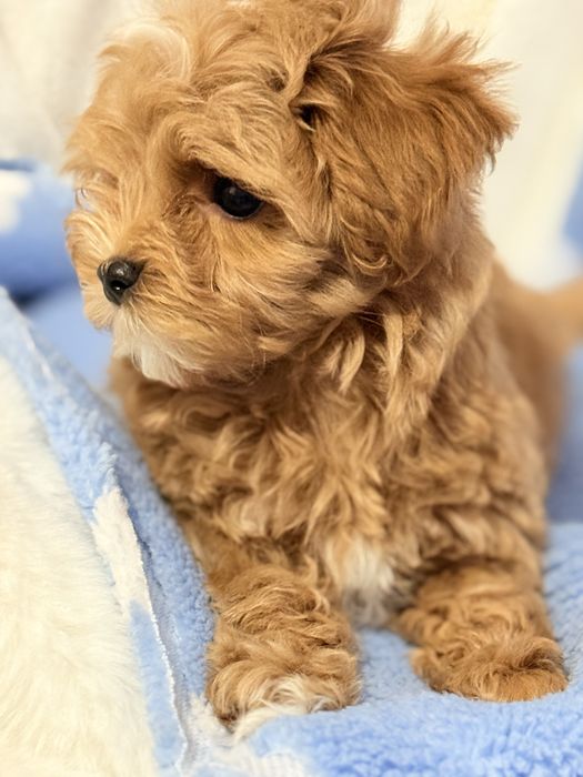 Мальтипу мини щенок!