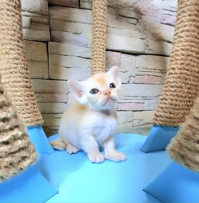 Котята Европейская Бурма