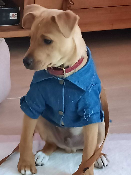 Dou cãozinho dócil pois vou para fora de Portugal