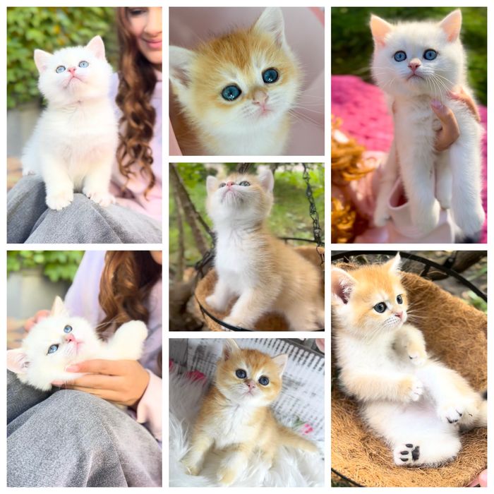 Британська золота шиншила