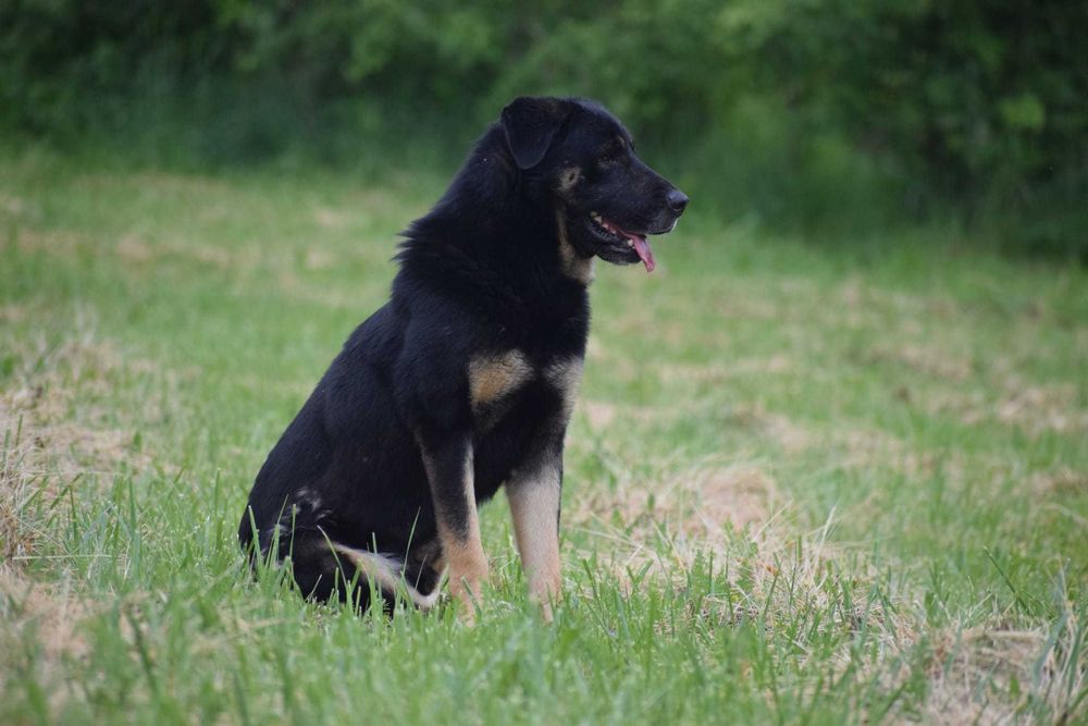 Horus duży miś do adopcji, pilne!