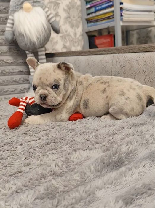 Французький бульдог