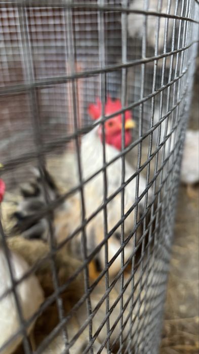 Galinhos serana só machos