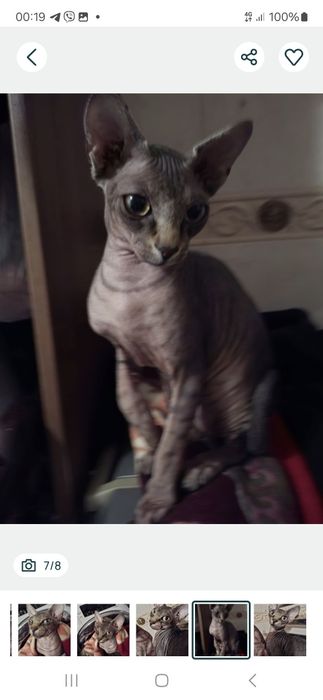 Уникальный котик Сема!