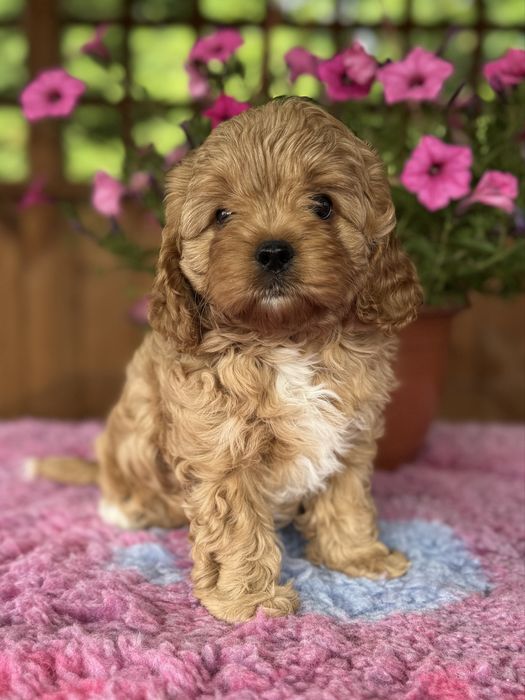 Cavapoo - Dziewczynka