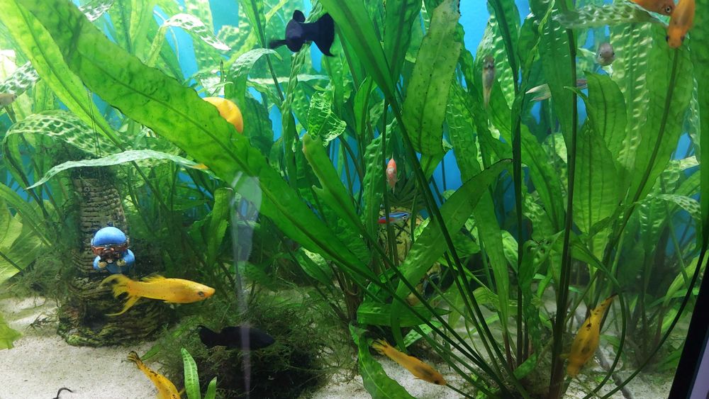 Roślinki do akwarium