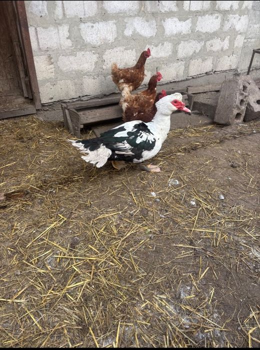 Подам качура шипун