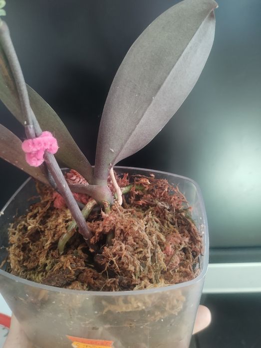 Орхідея фаленопсіс