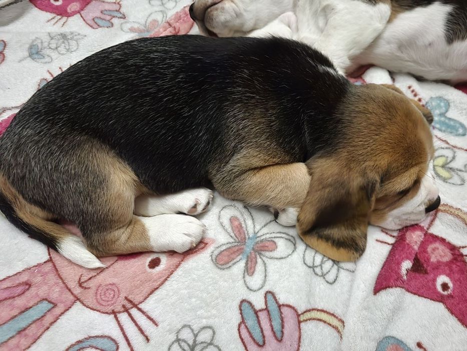 Бігль, цуценята біглята з документами ККУ